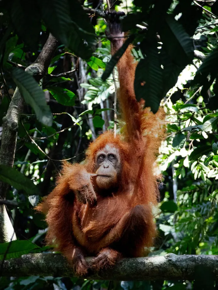 Sumatra