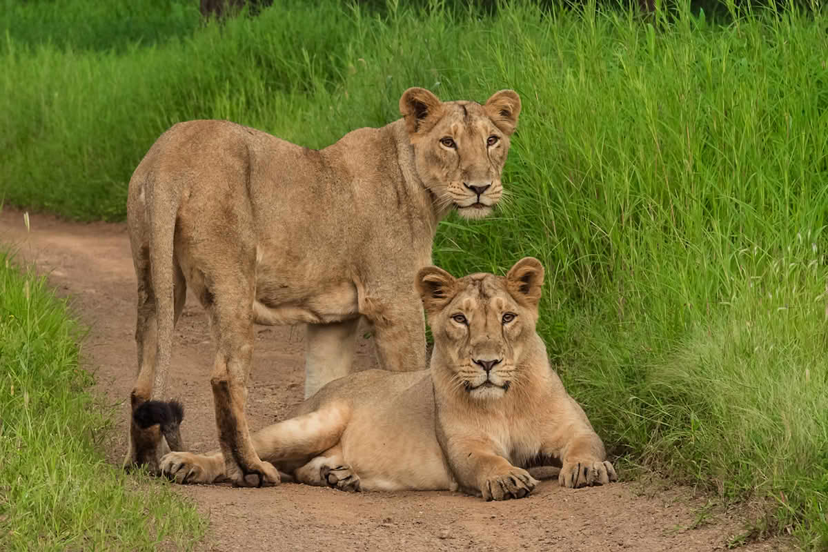 Gir National Park